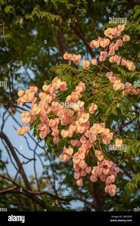 Seed Pods And Leaves Of Golden Rain Tree Koelreuteria Paniculata Stock