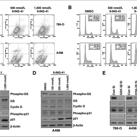 9 Ing 41 Induces Cell Cycle Arrest In Renal Cancer Cells A Analysis