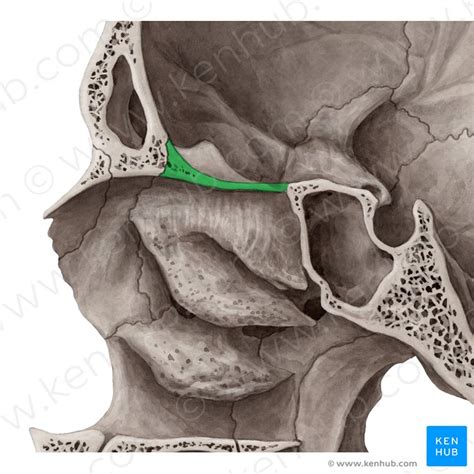 Osso Etmoide Do Crânio Anatomia Humana Kenhub