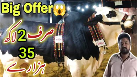 Imran Cattle Farm Big Offer Sirf Lakh Hazar Sy Mandi Se Sasta