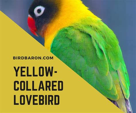 Yellow Collared Lovebird Agapornis Personatus Facts Bird Baron