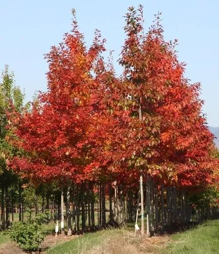 Encino Rojo Caracter Sticas Impresionantes Y Cuidados