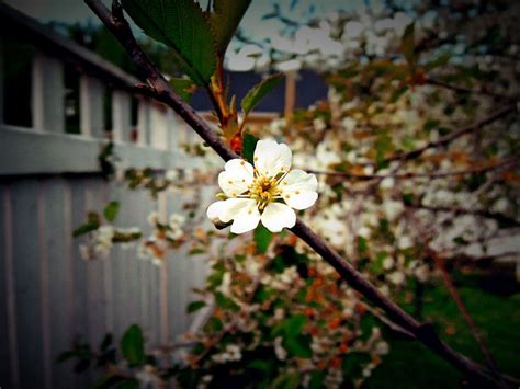 Apple Blossom Tree Flower Free Image Download