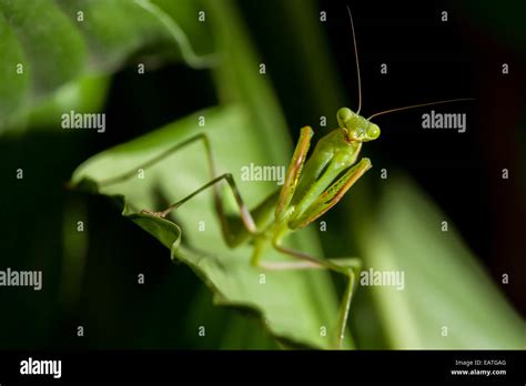 Front View Of A Praying Mantis Stock Photo Alamy