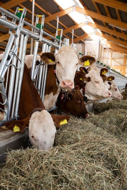 Premium Photo | Livestock cows feeding on hay in freestall barn