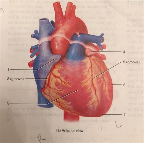 Surface Features Of Heart Diagram Quizlet