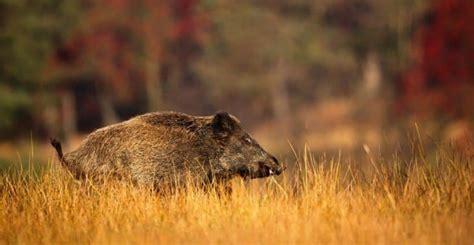 How To Hunt Wild Hog: Big Boar Hunting Tips (Guns, Bows, Dogs & More)