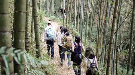 全台首座竹森林療癒園區揭幕！雲林石壁啟動「竹創森」計畫