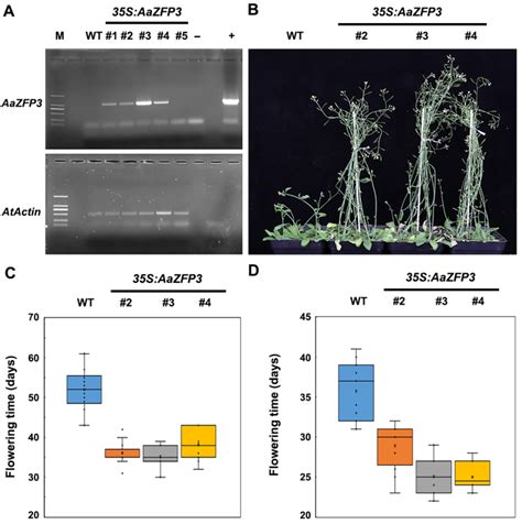 Ijms Free Full Text Aazfp A Novel Ccch Type Zinc Finger Protein