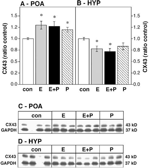 Figure 1 From Sexually Dimorphic Hormonal Regulation Of The Gap