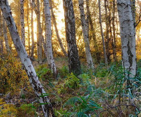 Holme Fen 10 Ian Scholey Flickr