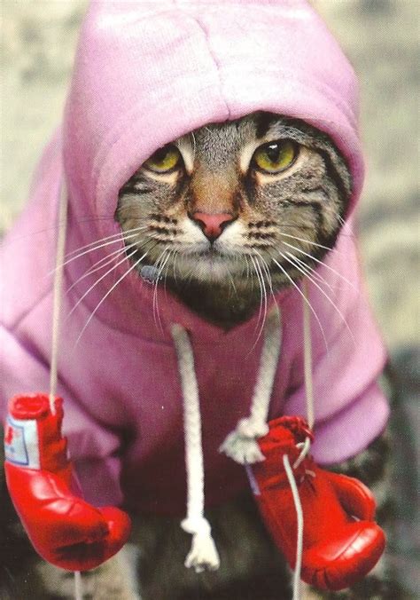 Кота в капюшоне - картинки и фото koshka.top