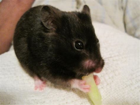 Chinese Hamster Roborovskys Hamster Baby Hamsters Adopted 11 Years