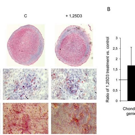 A Chondrogenic Adipogenic And Osteogenic Differentiation Of Hmsc After