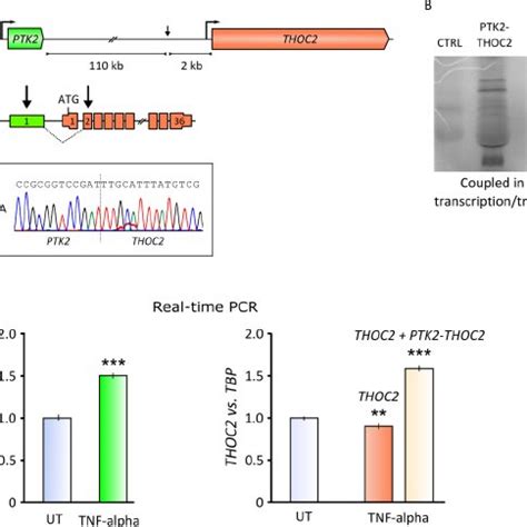 Thoc Knockdown In Lc Neural Precursor Cells And Rat Hippocampal