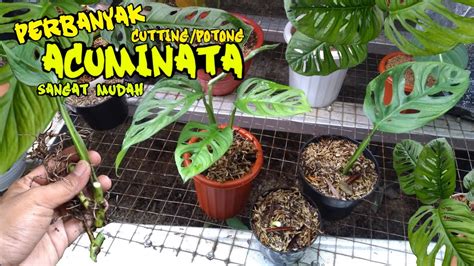 Cara Memperbanyak Monstera Acuminata Mirip Janda Bolong Youtube