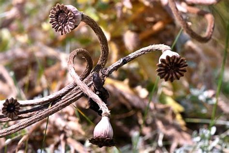 Free Pods Drying Dry Images Pixabay