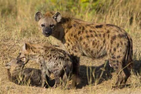 The Habitat, Behavior, and Characteristics of Hyenas - My Animals