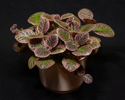 Episcia ‘aloha Mauna Loa Gesneriad Reference Web