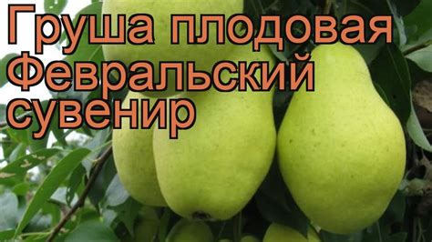 Груша плодовая Февральский сувенир 🌿 обзор: как сажать, саженцы груши ...