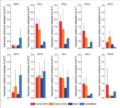 Rna Expression Levels Of Cht Ctl Oct Ck A Ck B And Phld