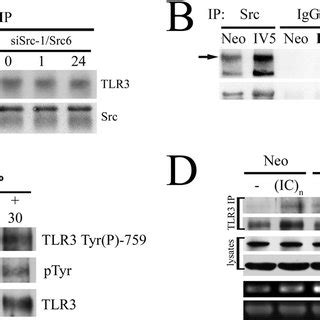 Src Interacts With Tlr And Phosphorylates Tlr Tyr A