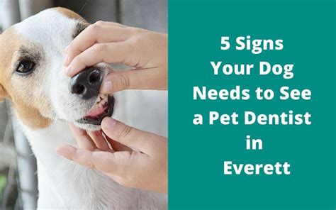 5 Signs Your Dog Needs To See A Pet Dentist In Everett Brier