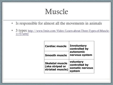 Muscles Are Effectors Which Enable Movement To Be Carried Out Ppt