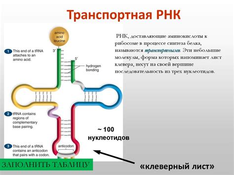 ДНК и РНК-нуклеиновые кислоты - презентация онлайн
