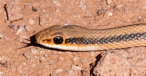 Western Patch Nosed Snake Salvadora Hexalepis Photograph Of Photo Of