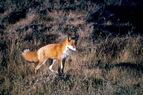 Free Picture Red Fox Predator Mammal