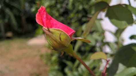 Banco De Imagens Natureza Flor Plantar Folha Flor P Tala Rosa