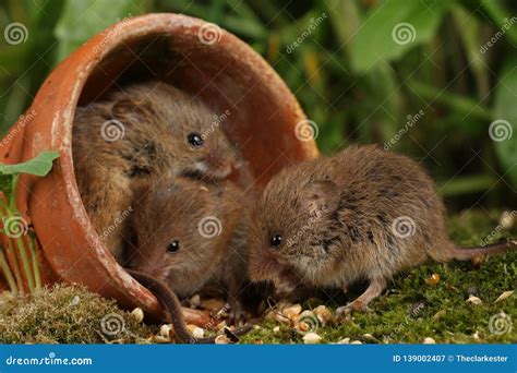 Harvest Mice in Natural Habitat Stock Image - Image of creature, plant ...