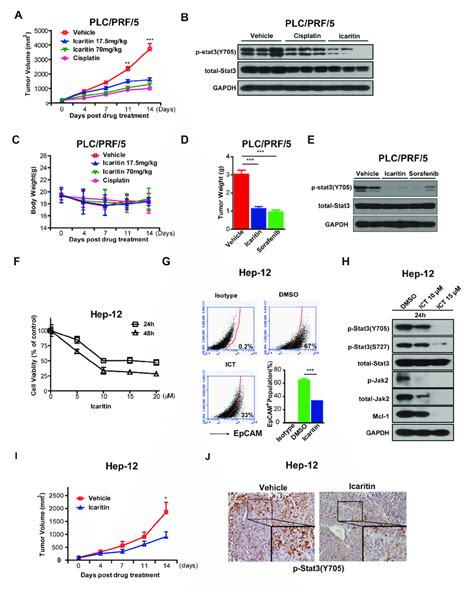 Icaritin Inhibits Tumor Formation In Xenografts Of Plc Prf Cells And