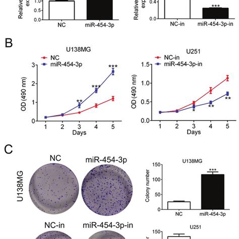 Mir 454 3p Promoted Cell Proliferation In Glioma Cell Lines A