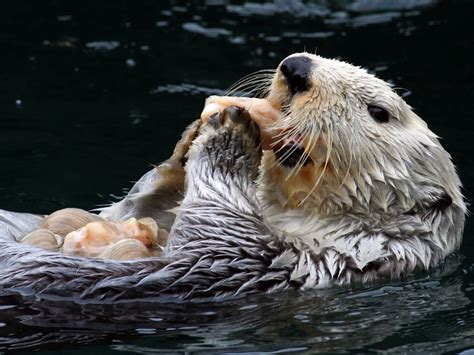 Sea otter teeth more than twice as tough as ours | Science | AAAS