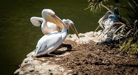 Two Pelican Perched On Soil · Free Stock Photo