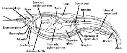 Crayfish Internal Dissection Diagram Quizlet