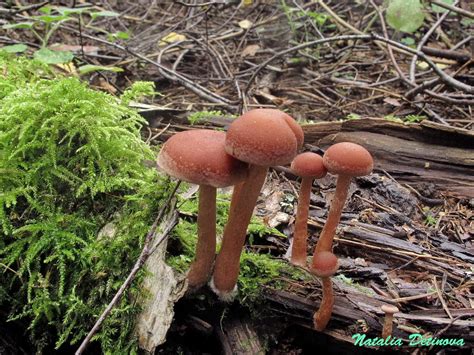 Тубария бугристая (Tubaria confragosa) фотографии, видео и истории