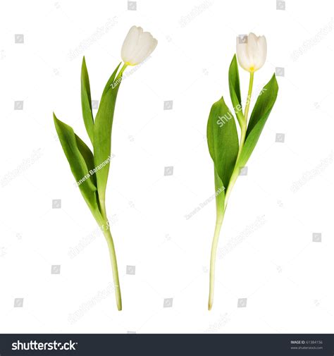 2 White Tulips Images Browse 12457 Stock Photos And Vectors Free