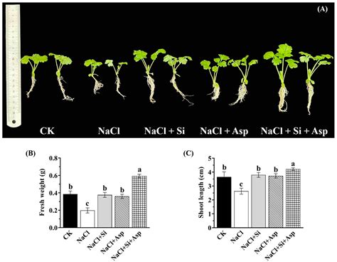 Plants Free Full Text Synergistic Effects Of Silicon And Aspartic Acid On The Alleviation Of