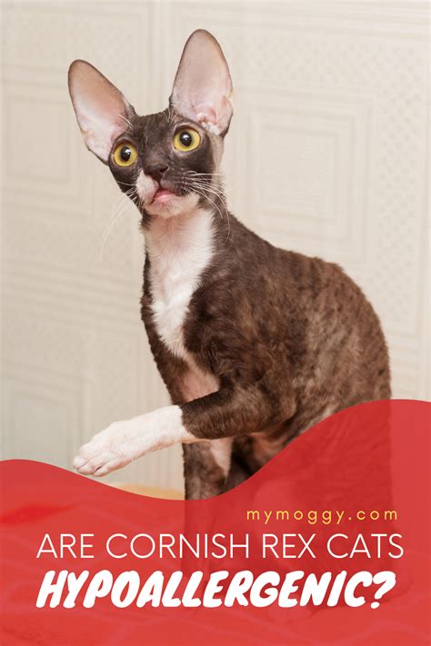 Are Cornish Rex Cats Hypoallergenic Cornish Rex Cat Rex Cat