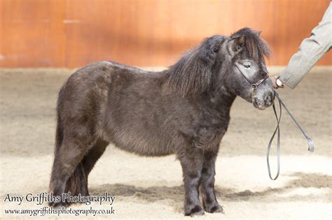 Spotfest North West British Spotted Pony Society