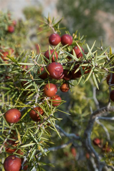 Gen Vrier Oxyc Dre Juniperus Oxycedrus Andreina Schoeberlein Flickr