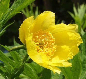 Paeonia from multiple nurseries on Plant Lust