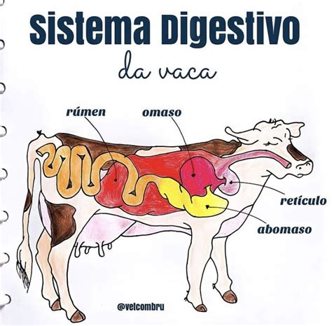 Vacas Y Sistema Digestivo Humano