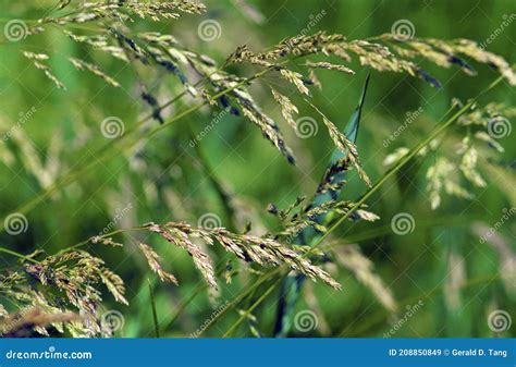 Kentucky Bluegrass 45464 Stock Image Image Of Poaceae 208850849