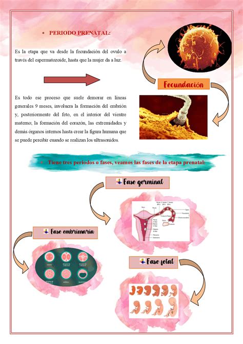 Procesos Cognitivos Etapas Del Desarrollo Prenatal Hot Sex Picture