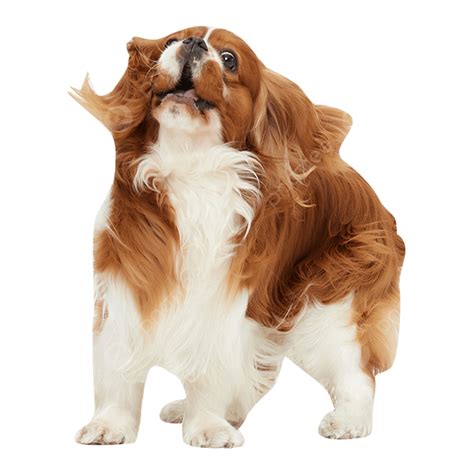 Cute Pets Png Picture Cute Pet King Charles Animal Pet Pet Photo