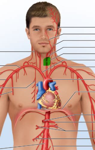 Lab Blood Vessels Flashcards Quizlet